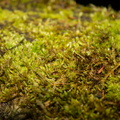 Wald 64