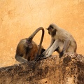 AmerFort-13