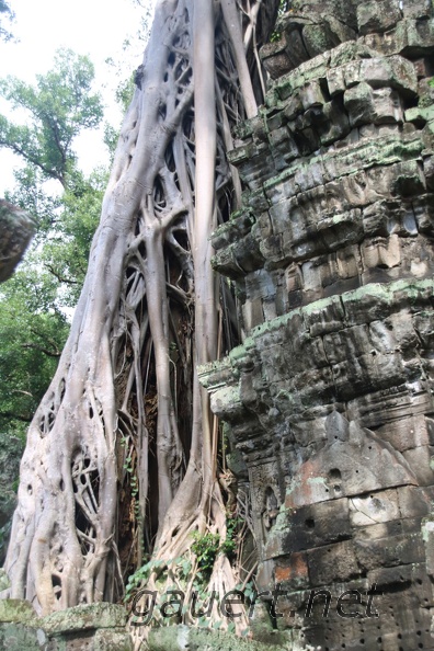 Ta Prohm-30.jpg