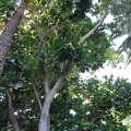 JardinMajorelle-07
