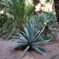 JardinMajorelle-10