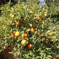 JardinMajorelle-16