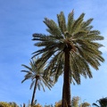 JardinMajorelle-25