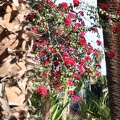 JardinMajorelle-28