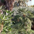 JardinMajorelle-29