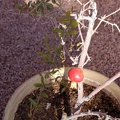 JardinMajorelle-32