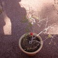 JardinMajorelle-33