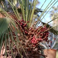 JardinMajorelle-41