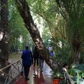 JardinMajorelle-46