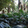 JardinMajorelle-45