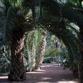 JardinMajorelle-47