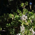 JardinMajorelle-61